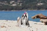 SHIH TZU 059